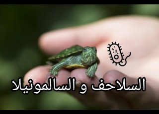  السلاحف تسبب مرض السالمونيلا