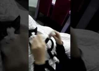   قطة على تتر الوصية