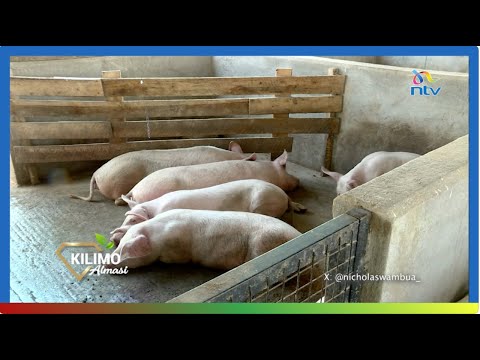 Kilimo Almasi Ufugaji Wa Nguruwe
