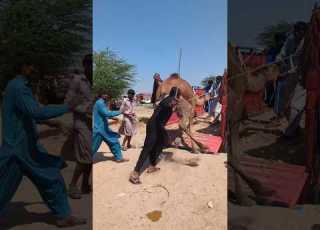 رجل شجاع رفع الناقة على كتفيه ووضعها في العربة