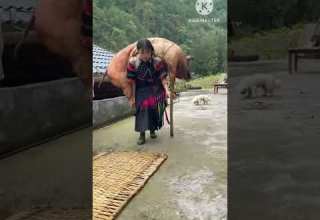 بنت شايلة على ظهرها خنزير ضخم وزنه اكثر من 100كيلو Youtubeshorts Shorts2023 Tik Tok Video