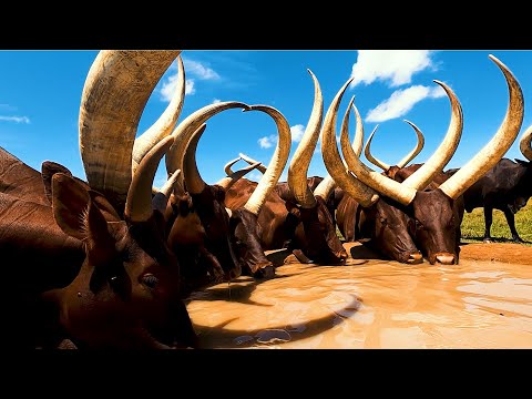 Longhorn Ankole Cows The Cattle Of Kings