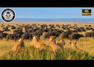  Mapogo Allianz Mr T Und Die Legendären Jagden In Sabi Sand Tierwelt Tierdokumentation