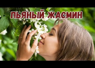  Пьяный жасмин шикарная чарующая песня Премьера