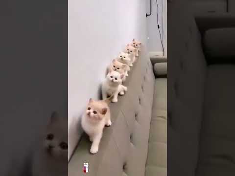 Do You Love Me ديو لف مي دو يو اغنية قديمه Love Loveme Memes