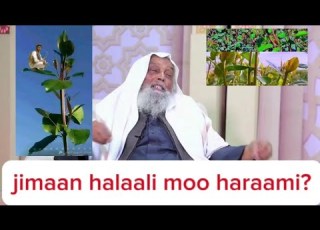 Jimaan Caatin Haraami Moo Halaali