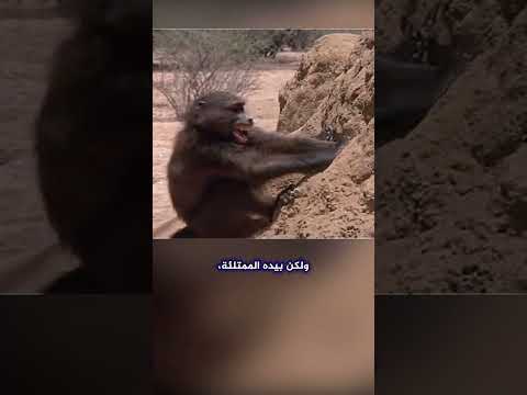 لن تصدق ذكاء هذا الرجل في العثور على الماء في الصحراء Shorts لن تصدق ذكاء هذا الرجل في العثور على الماء في الصحراء Shorts