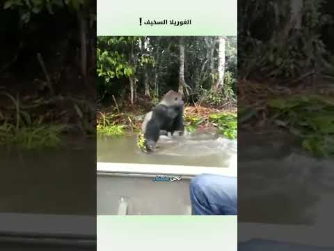 الغوريلا السخيف دبلجة مضحكة اكسبلور السعودية دوبلاج My Kingo Shorts