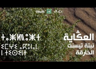  عشبة العكاية الطبية الطبيعية الصحراوية توجد بكثرة في المغرب لكنها لا تحظى باهتمام الناس