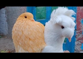 اشتريت حمام جديد حد يعرف النوع دهPigeons