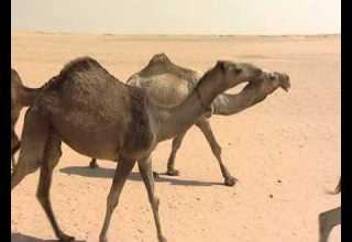 منقية ابراهيم الهرس تصوير صدي 2