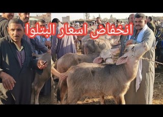 بعد انقطاع سنوات لاسعار البتلوا وانخفاض ملحوظ اليوم باكبر اسواق الجمهوريه وشاهد بنفسك