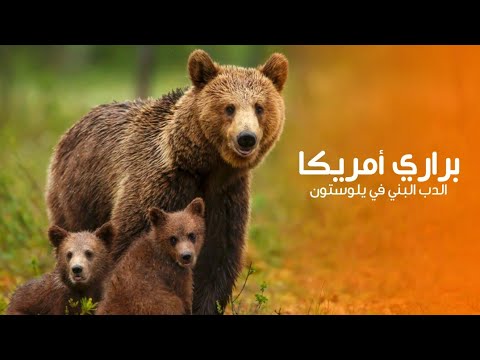 براري امريكا حياة الدب البني القاسية في يلوستون كويست عربية Quest Arabiya