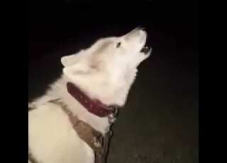 احلى ذيب صوتا روعه