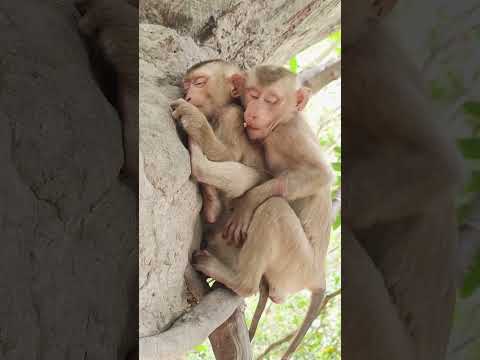 Sleeping Monkey Dreams Of Fruit Animals Monkeys Cute Monkeytime Monkeyworld Loveanimals