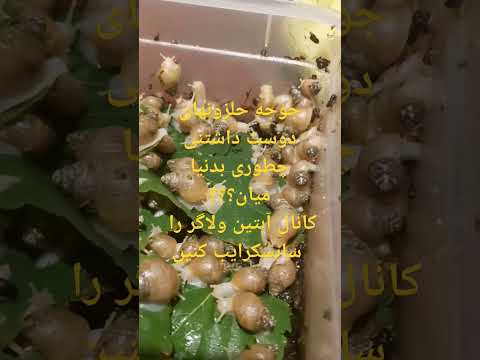 بدنیا اومدن حلزونهای کوچولو را ببینید اگه به این مدل ویدئوها علاقه دارید آبتین ولاگر را دنبال کنید