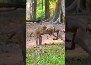 OMG LIBBY NOOOO Animals Babyprimate Babyanimal Monkey Monkeyaron Babymonkey