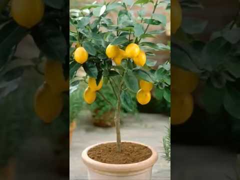 أروع طريقة زراعة شجرة الليمون في الاصيص