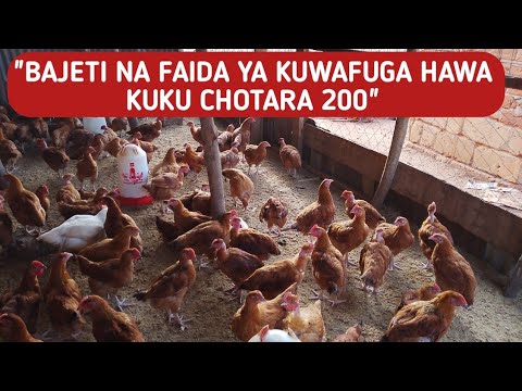 Gharama Na Faida Ya Kufuga Kuku Chotara 100 Kwa Ajili Ya Nyama Kwa Miezi Miwili