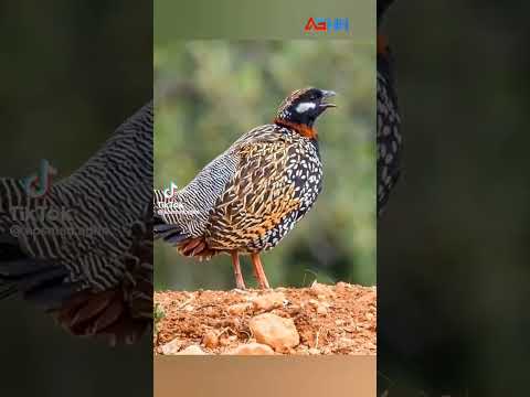 صوت طائر ديك الحجل