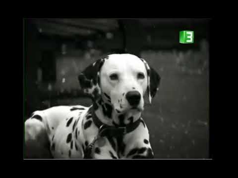 MBC3 PROSO SPRING 2007 101 DALMATIAN 1996 FILM THE REMEMBER 2000S