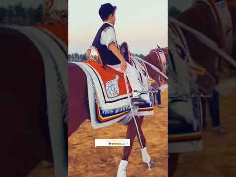 ليبيا حصان ترند