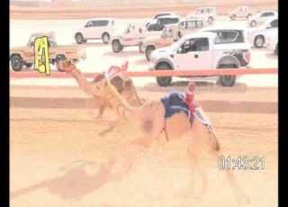 الشوط 2 العاصوف لـ خادم عبدالله خادم القبيسي 2 14 08