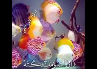 يوم الجمعة بركة الصلاة على النبي اللهم صل على محمد حالات واتس اب مقاطع دينية