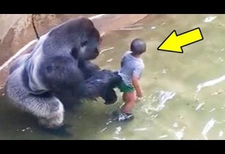 سقط طفل بجوار غوريلا فشاهد ماذا فعلت مشهد يحبس الأنفاس