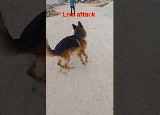 German Shepherd Attack Aggressive German Shepherd Viralvideo