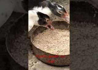  وصفة أكل للبط البلدى عمر اربع شهور