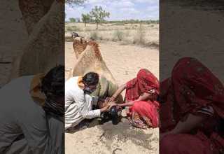 ولد وفتاة يعالجان جملا باستخدام جرة وفق ا لتقليد قديم