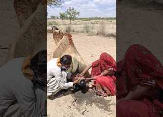ولد وفتاة يعالجان جملا باستخدام جرة وفق ا لتقليد قديم