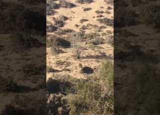  أكبر خنزير في المغرب