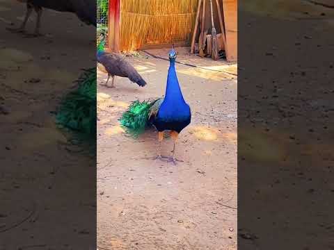 صوت الطاووس