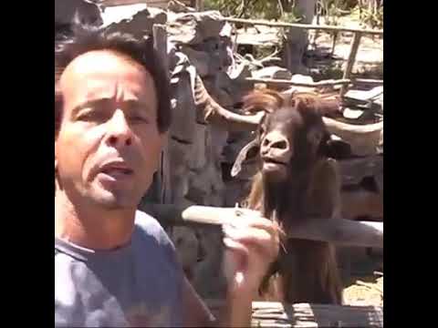 معزة تبصق على مقدم برنامج وثائقي