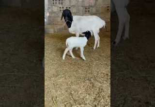 غنم صومالي راس اسود ولدانا جديد بخروف فحل درجة أولىلطلب واستفسار شيخ هلمت 07701528640 07505515151