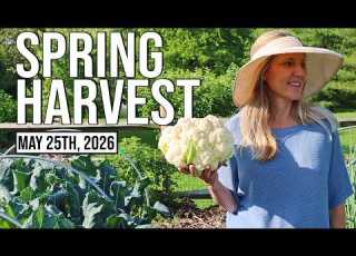 Harvest Day In The Vegetable Garden Tips Tricks Recipes