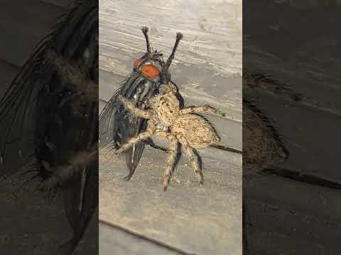 عنكبوت ذباب Spiderman