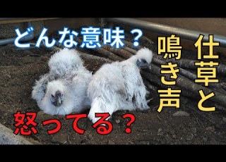 烏骨鶏の鳴き声と仕草