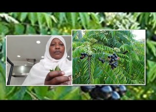 Siri Ya Majini Ya Mvuje Curry Leaves
