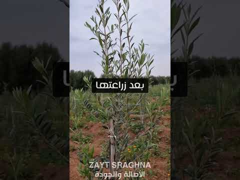 كم شجرة الزيتون من سنة من أجل الإنتاج الزيتون زيت زيت الزيتون زراعة المغرب مغربية