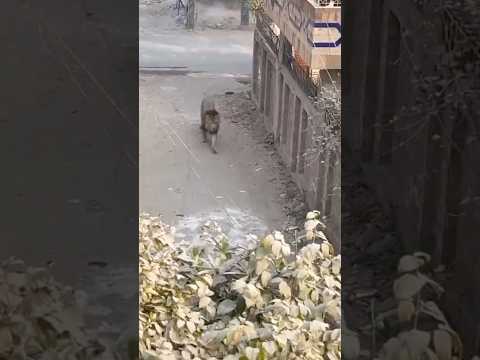 Lion Open In Lahore Streets Lion Lionhub Viralreels Shorts