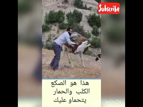 Fokaha Maroc 2022 مصارعة الفأران