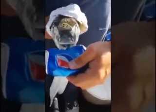 سبحان الله اسنان هذه السمكة قوية جدا سمكة القراض او سمكة الارنب