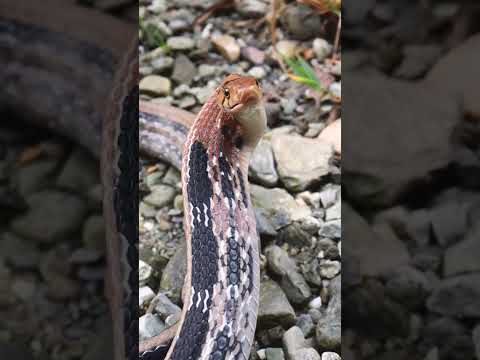 Copper Head Nepal Nature Snake Bhandari