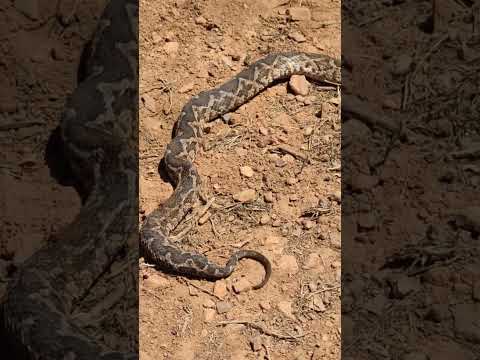 لقينا حنش ياربي سلامه Maroc الجزائر المغرب