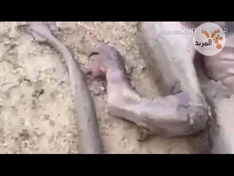 ضهور تنين في العراق في محافظة البصرة