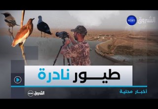 بشار سد جرف التربة محطة طيور مهاجرة نادرة ووجهة مميزة لعشاق التصوير