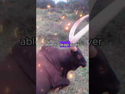 Ankole Watusi Cattle Beyond The Impressive Horns